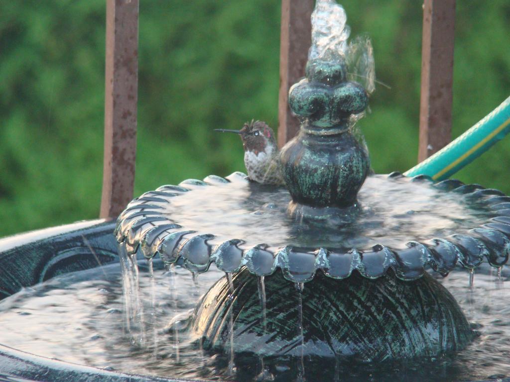 Hummers Haven Bed And Breakfast Duncan Extérieur photo